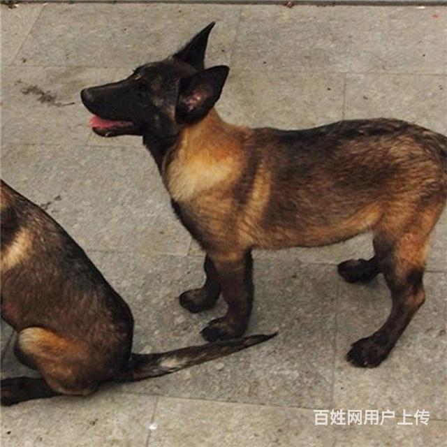 品種馬犬詳細介紹>公母公母都有年齡3個月詳情介紹犬隻血統:純種年齡