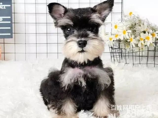 出售雪纳瑞幼犬 签协议包售后包养活 - 图片 1