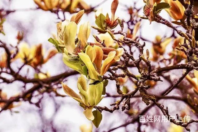 苏州金桥翻译社公司提供各类笔译口译翻译 - 图片