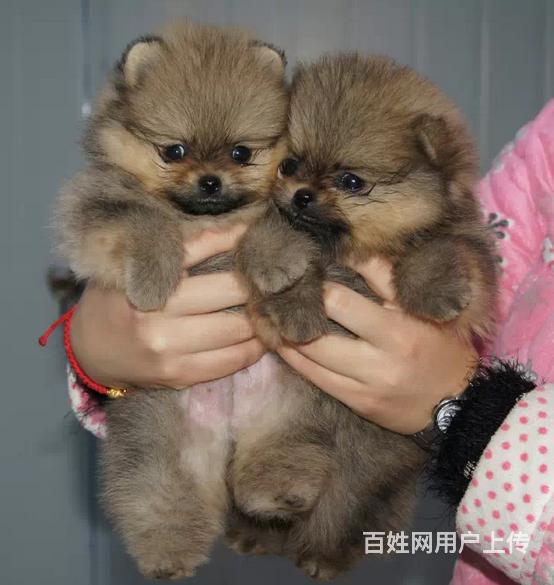 【图】- 哈多利球体博美 有黄色 白色 红色博美幼犬 - 晋城高平狗狗