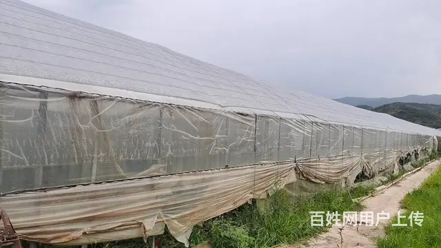 5751（商客网） 楚雄禄丰市彩云镇大棚转让 - 图片 3