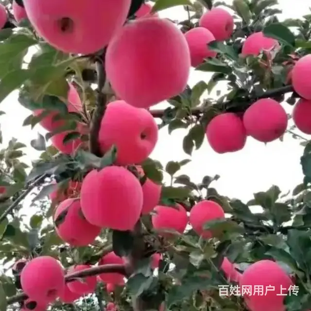 现有照顾老人保姆8名,带小孩保姆6名, 月嫂3名, - 图片
