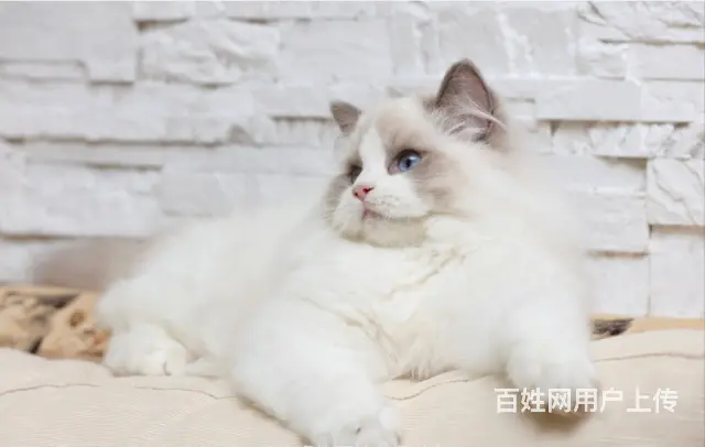 哪里有卖布偶猫的 网红仙女喵 蓝双海双均有 - 图片 3