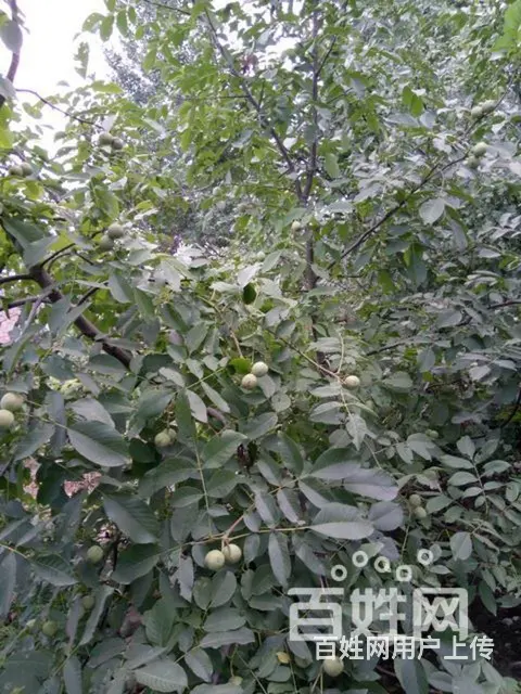 青皮核桃 - 图片 2