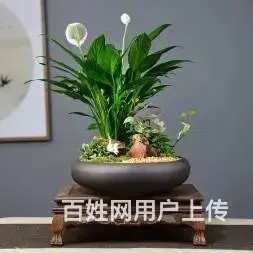 武汉室内盆景公司花卉室外苗木商场绿植工厂盆栽 - 图片 2