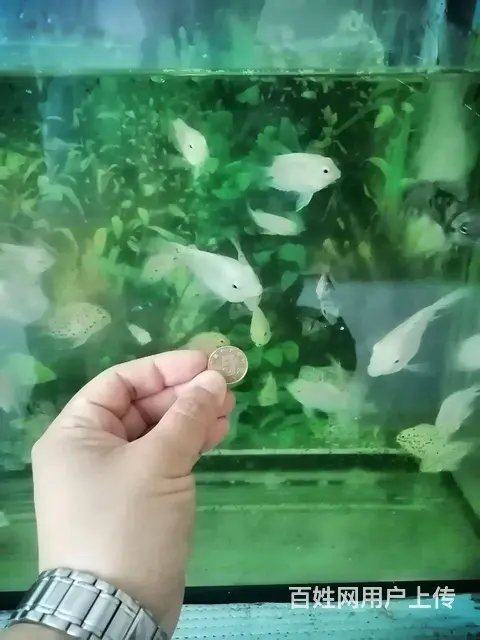 迷你鹦鹉和燕鱼 - 图片 3