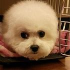 榆林【*推荐】比熊犬舍‖比熊养殖场