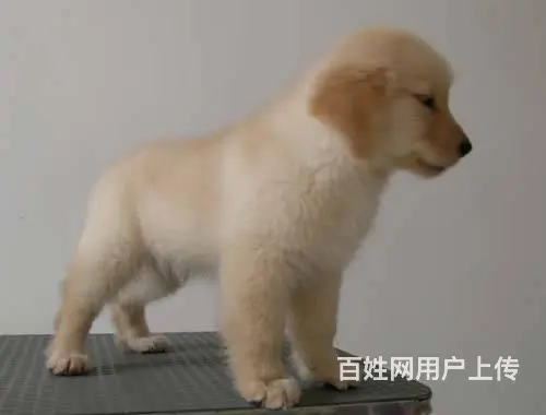 纯种金毛 大毛量金毛犬 均有血统证书和芯片 - 图片 3