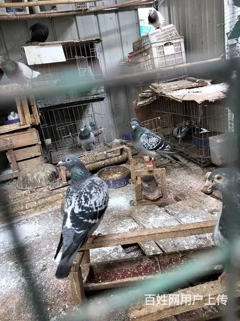 【搞定了！】信鸽的图片