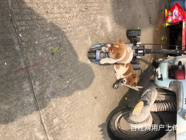 自己家狗狗 - 图片 3