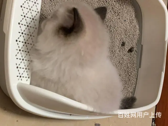 【搞定了！】家里大猫生了一窝小布偶，养不了了，找新主人 - 图片 3