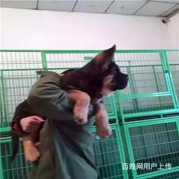 淮南附近德牧狗哪有卖的，可以上门去看的 - 图片 9