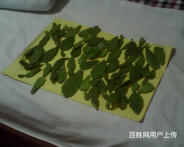 仙人掌 - 图片 3