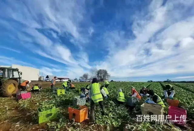 以色列急招包装工叉车司机出国劳务正规工签安全可靠 - 图片 5