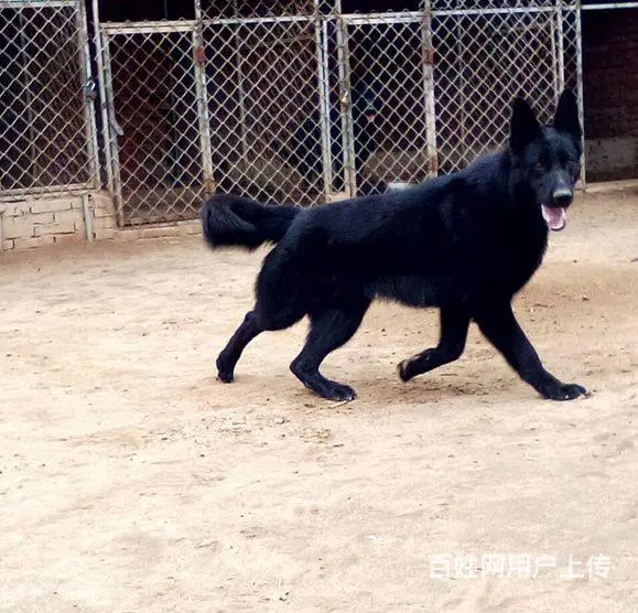 安徽铜陵铜陵拉布拉多多少钱出售30多种名犬 - 图片 2