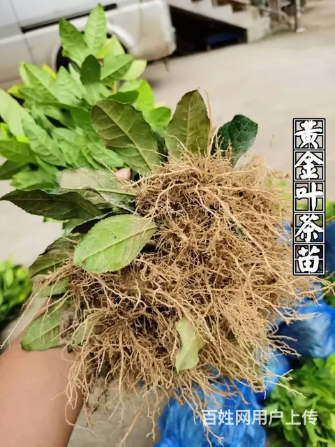 安吉白茶 黄金叶茶 奶白茶 茶苗直销 价格面议 - 图片 5