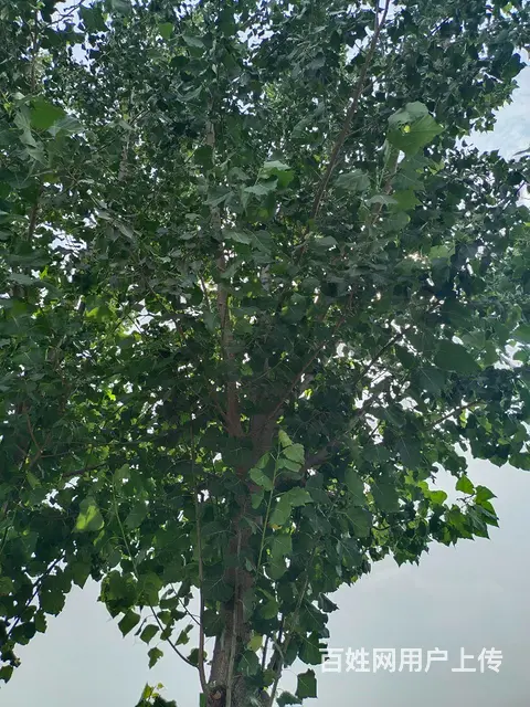 专业修剪所有树木，专业伐树团队， - 图片 1