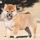 定西纯种哈士奇价位知名哈士奇犬舍