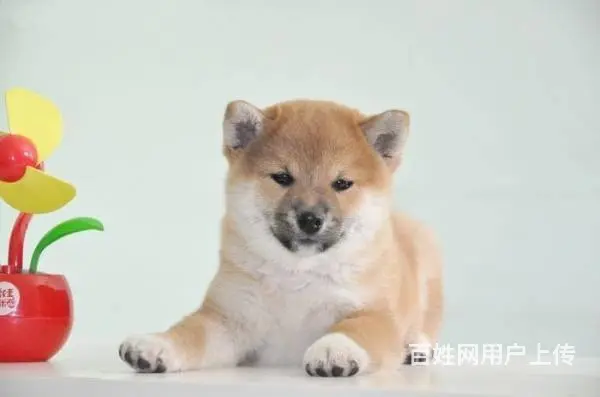 哪里有卖柴犬柴犬价格柴犬图片 纯种柴犬怎么喂养 - 图片 3