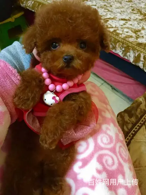 灰色泰迪 茶杯玩具泰迪犬可爱至极购买签协议 - 图片 7