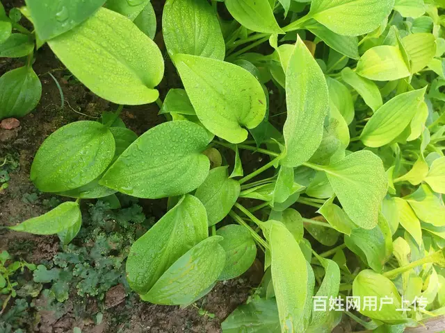 水蜡苗，卫矛苗，大叶黄杨苗，连翘苗，紫叶小檗苗 - 图片