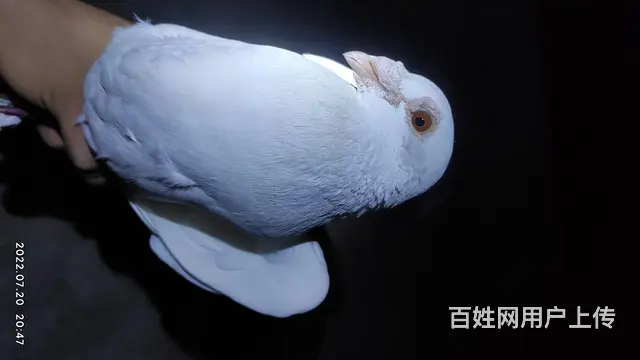 白色鸽子沙眼 - 图片 6
