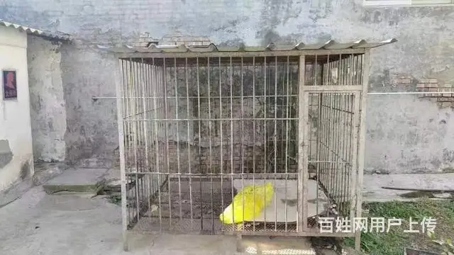 马犬 - 图片 4