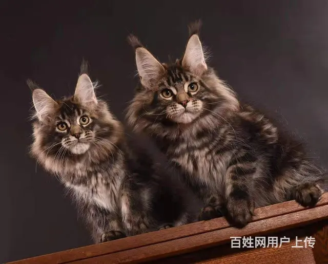 哪里有缅因猫卖  缅因猫多少钱  缅因猫性格怎么样 - 图片 5