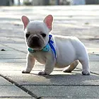 衡阳【*推荐】法斗犬舍‖法斗养殖场