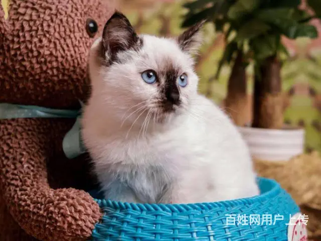 常州出售自家繁殖纯种暹罗猫幼猫 健康保障 可送货 - 图片 9