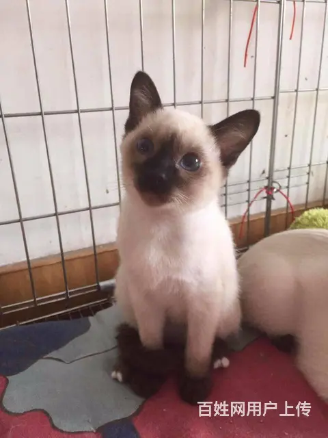 短毛猫 泰国暹罗猫 包飞 - 图片 5