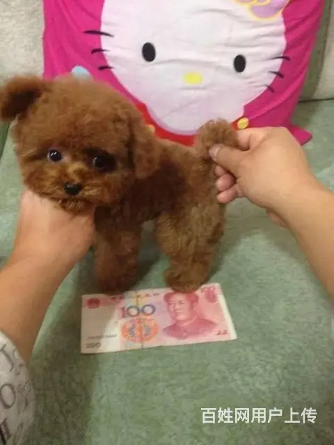小体韩国赛级茶杯泰迪犬 精美玩具泰迪熊宝宝 - 图片 2