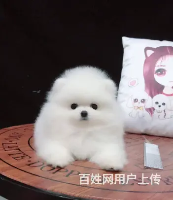 精品博美 来场可看到狗父母 健康签协议 直销 - 图片 1