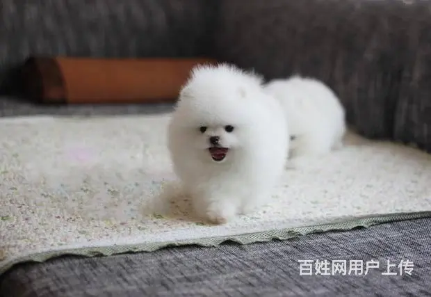 售博美犬幼犬 松鼠犬哈多利系博美俊介 防疫全 - 图片 9