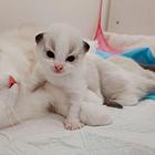 布偶猫找家