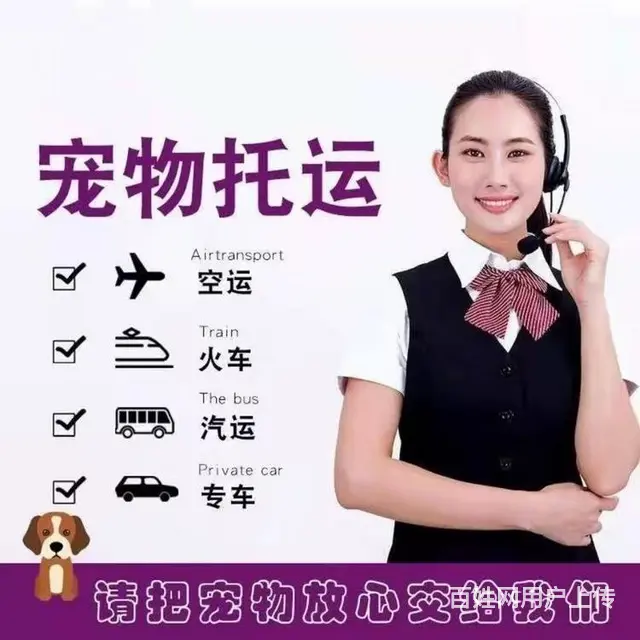伊春宠物托运 （猫狗活体运输）宠物快递至全国 - 图片 2