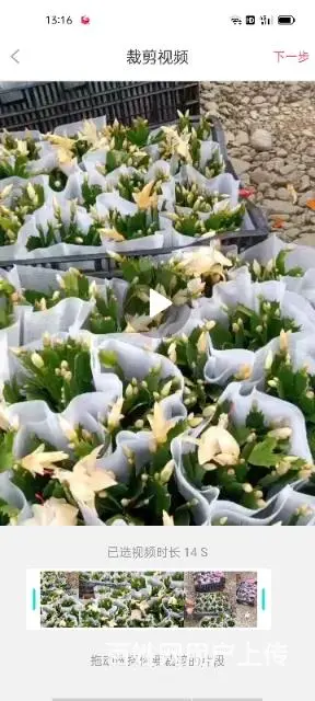 大量出售月季花草莓苗玫瑰花无尽夏绣球草花 - 图片 6