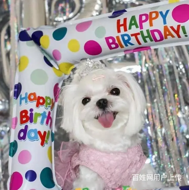 出售精品马尔济斯保健康均有三证保障 - 图片 2