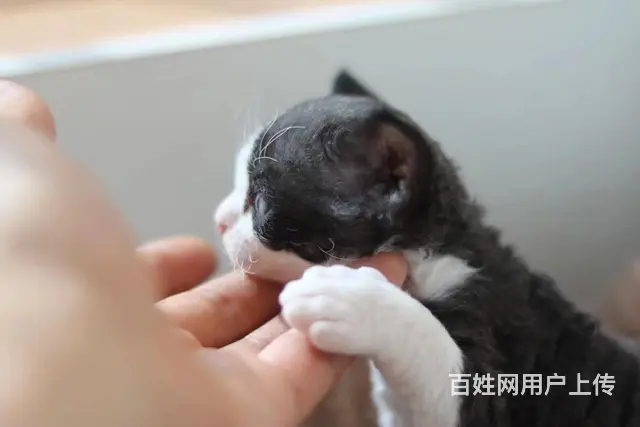 德文卷毛猫对外出售 - 图片 6