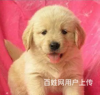 大同有卖金毛犬的吗 金毛犬价位 哪有纯种金毛幼犬 - 图片 11