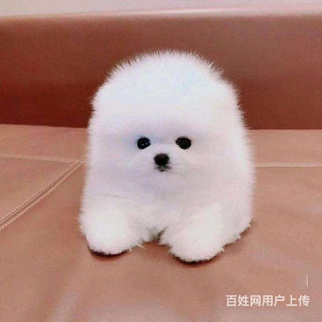 北京哪里卖博美幼犬 哈多利球体博美犬 三个月包的图片