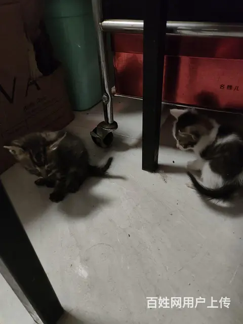 满月小猫求免费收养 - 图片 1
