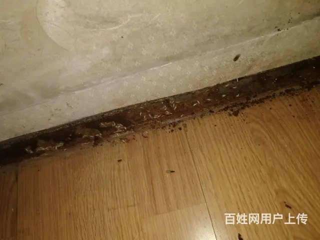 广汉灭白蚁公司白蚁防治黑色翅膀蚂蚁是白蚁 - 图片 1