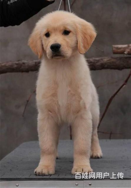 出售纯种大头金毛犬 赛级金毛幼犬多少钱一只的图片