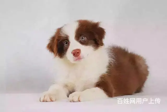 辽阳卖边牧的养殖场，养殖场边牧一般卖多少钱 - 图片 8