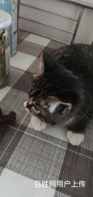 流浪猫救助的图片