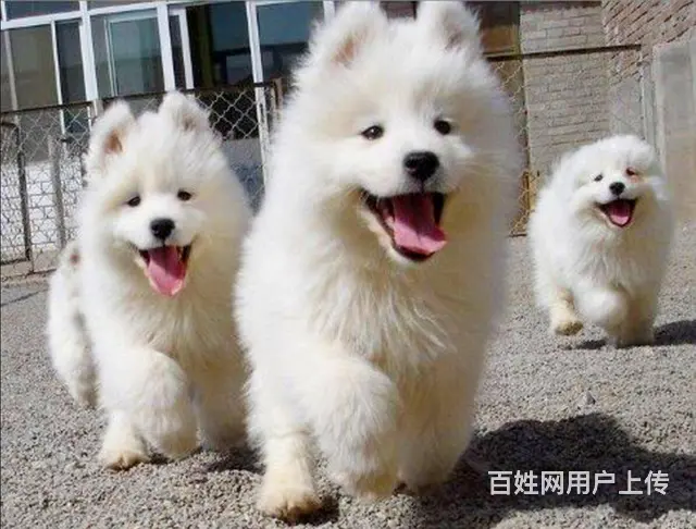 萨摩耶 萨摩幼犬欢迎上门挑选价格优惠签协议有保 - 图片 7