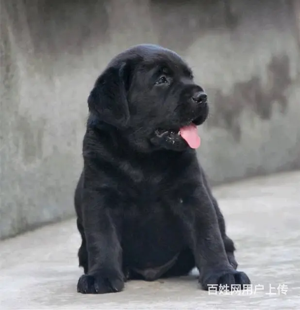 拉布拉多犬幼犬价格 小拉拉图片 - 图片 7