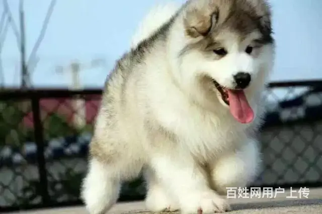 吕梁好的阿拉斯加哪里有卖，好的阿拉斯加如何挑选 - 图片 7