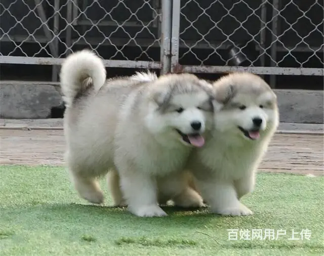 双血统巨型阿拉斯加幼犬低价质保出售 签署保证协议 - 图片 6